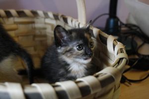Lola Bild von Lola