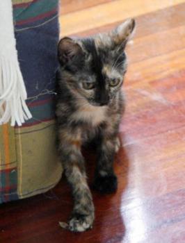 Lola Bild von Lola