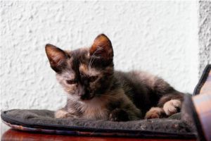 Lola Bild von Lola