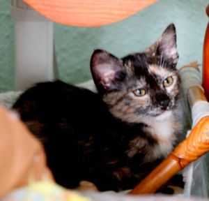 Lola Bild von Lola