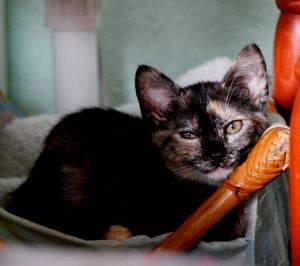 Lola Bild von Lola