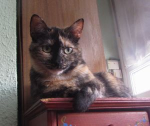Lola Bild von Lola