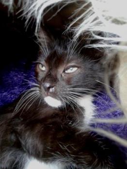 Grillo Bild von Grillo