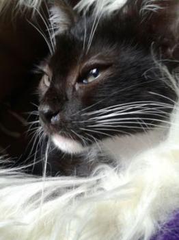 Grillo Bild von Grillo