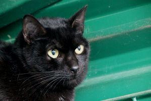 Simon Bild von Simon