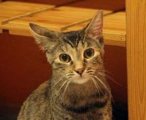 Brenda Bild von Brenda