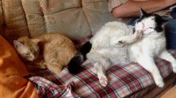 Dartacat Bild von Dartacat