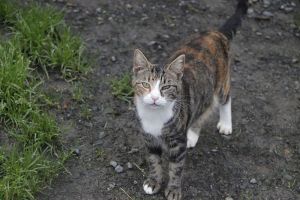 Georgina Bild von Georgina