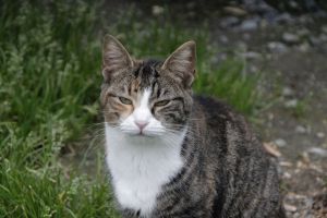 Georgina Bild von Georgina
