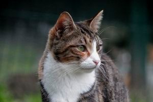 Georgina Bild von Georgina