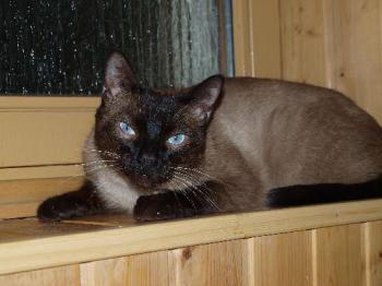 Samael Bild von Samael