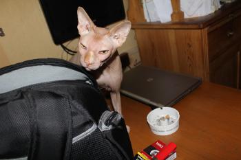Anubis Bild von Anubis