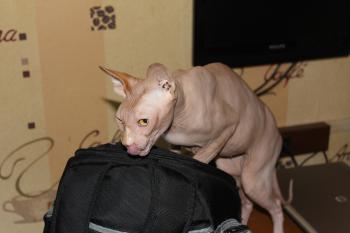 Anubis Bild von Anubis
