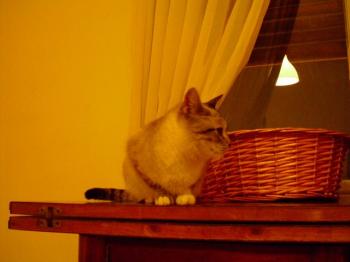Milou Bild von Milou