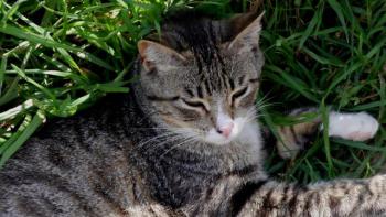 Babechi Bild von Babechi