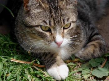 Babechi Bild von Babechi