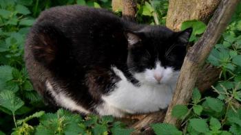 Pepa Bild von Pepa
