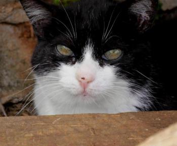 Pepa Bild von Pepa