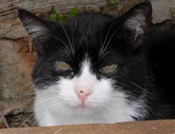 Pepa Bild von Pepa