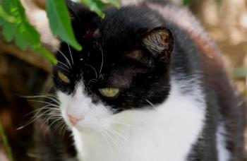 Pepa Bild von Pepa