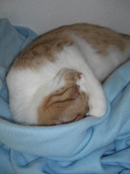 Toni Bild von Dahab