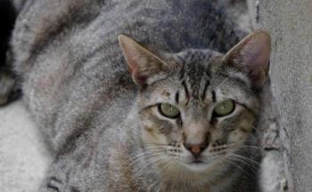 Shylo Bild von Shylo