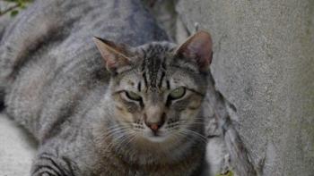 Shylo Bild von Shylo
