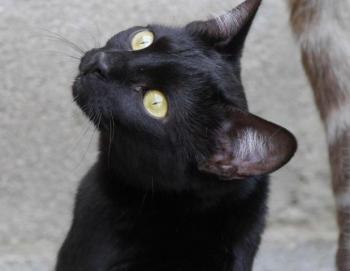 Nubia Bild von Nubia