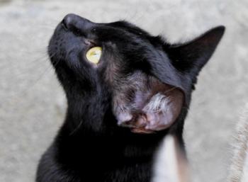 Nubia Bild von Nubia