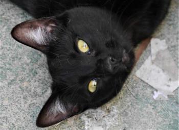 Nubia Bild von Nubia