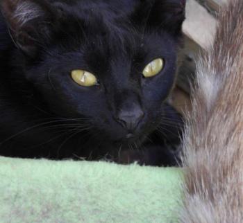 Nubia Bild von Nubia