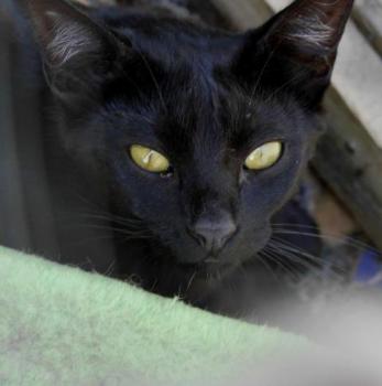 Nubia Bild von Nubia