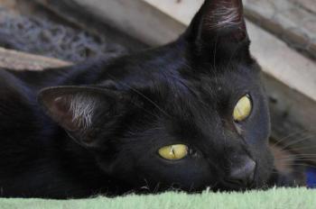 Nubia Bild von Nubia