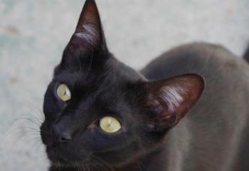 Nubia Bild von Nubia