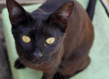 Nubia Bild von Nubia