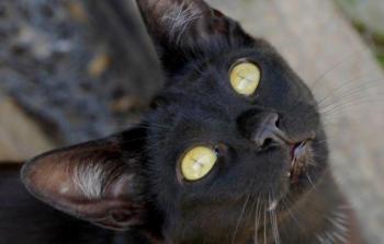 Nubia Bild von Nubia