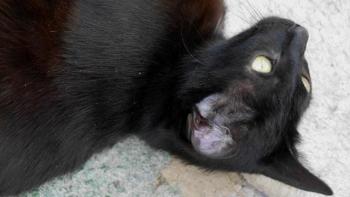 Nubia Bild von Nubia