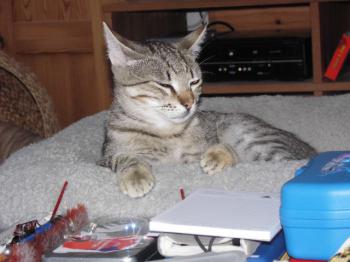 Leo Bild von Leo
