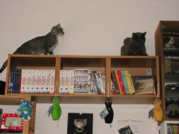 Leo Bild von Leo