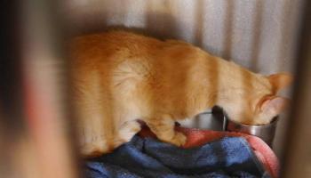 Chimo Bild von Chimo