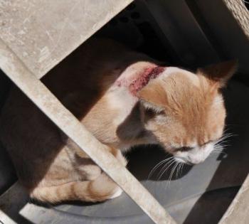 Bastiane Bild von Bastiane