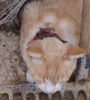 Bastiane Bild von Bastiane