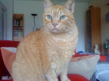 Sumo Bild von Sumo