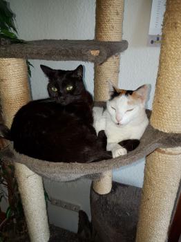 Bild von Allison