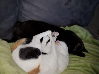 Bild von Allison