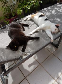 Bild von Allison