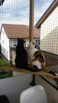 Bild von Allison