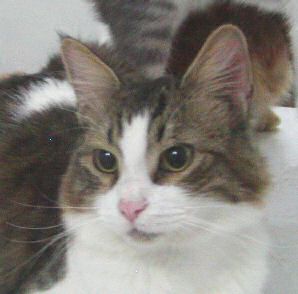 Bruno Bild von Bruno