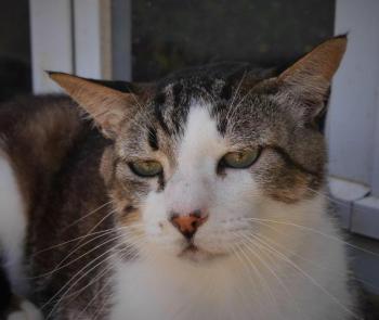 Caesar Bild von Caesar