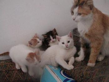 Ceaser als Baby mit Mama und Geschwistern Bild von Ceaser